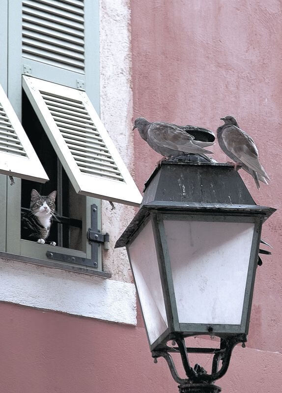 开云体育登录-在嘘声中起舞，苏亚雷斯如何顶着压力，炸开了喀麦隆的整条防线