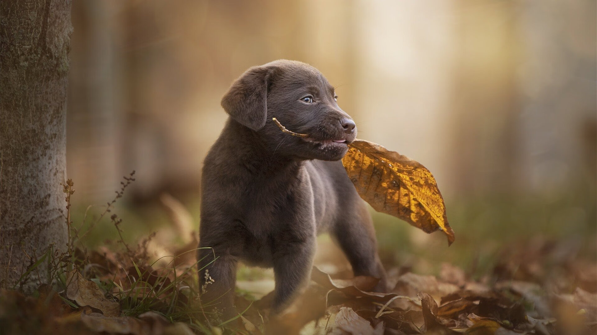 从冷藏室到聚光灯,哈利伯顿的救赎一夜,如何点燃奥运梦?